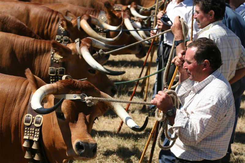 Agricultura: Unidade transformadora devolve esperança aos produtores de raça bovina mirandesa